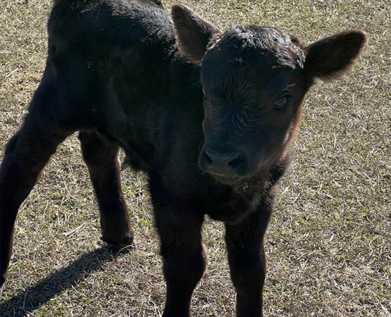 black calf