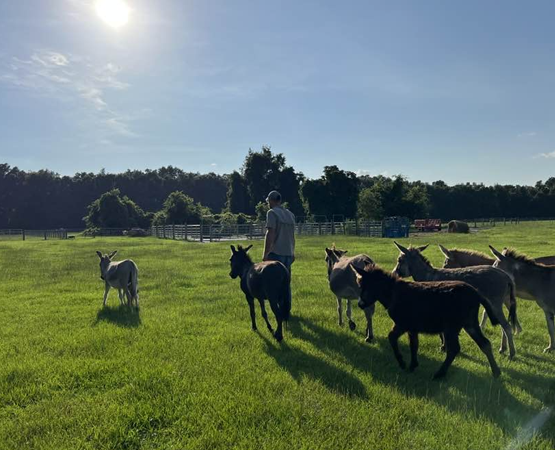 Mike with donkeys in the field