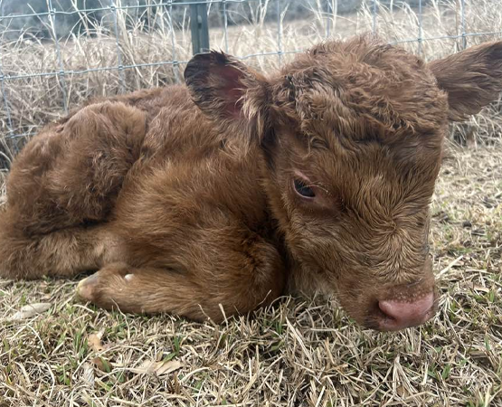 baby calf