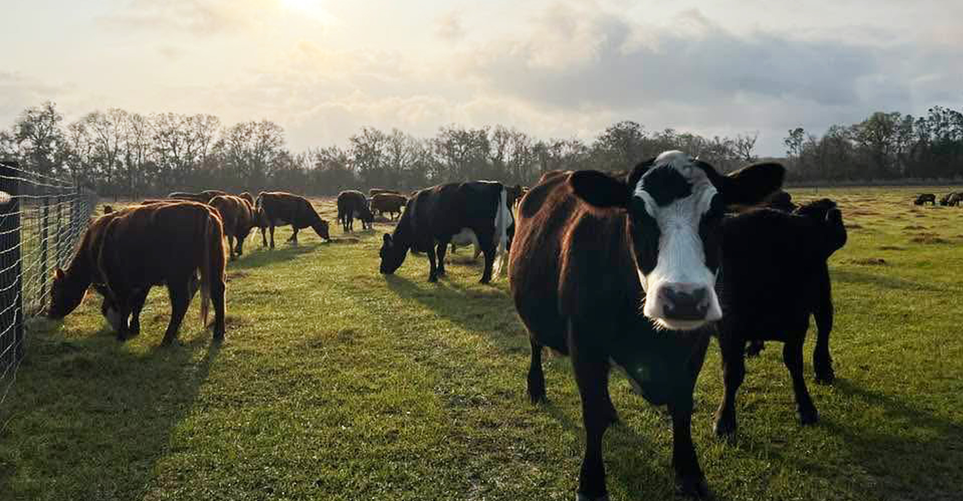 Close up face of a cow in the field with the herd